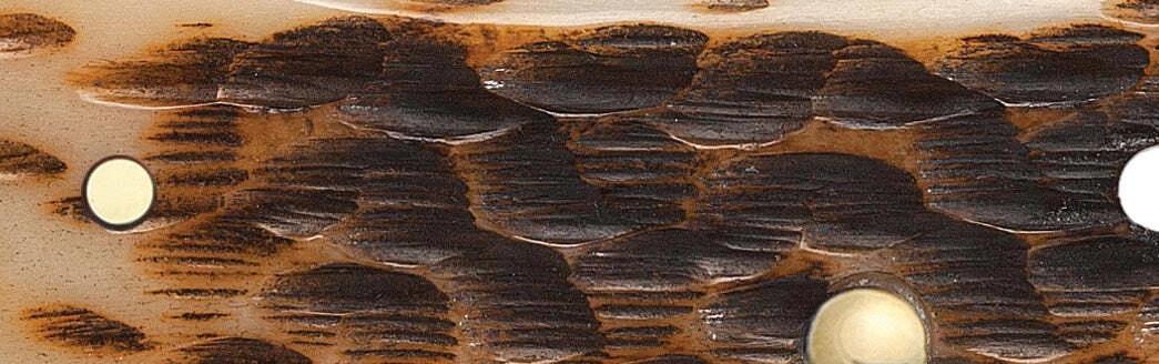 Case Amber Bone Peach Seed Jig (SS) Russlock Folder Knife #00260 7 Case Amber Bone Peach Seed Jig (SS) Russlock Folder Knife #00260 - Image 5